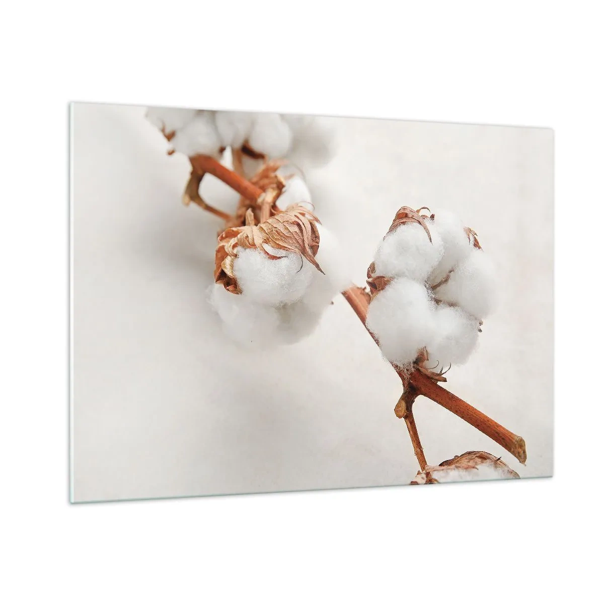 Cuadro sobre vidrio - Impresiones sobre Vidrio - Primer plano de una rama de algodón sobre un fondo claro - 100x70cm - Un suave tacto - Decoración de pared moderna para salón y dormitorio ARTTOR