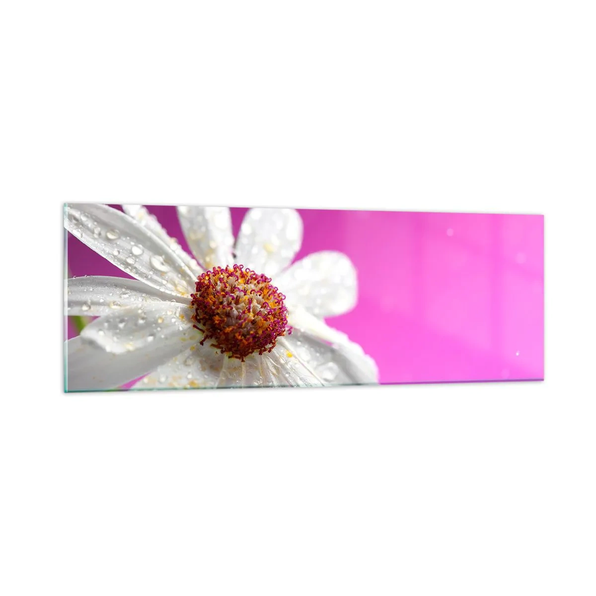 Cuadro sobre vidrio - Impresiones sobre Vidrio - Modesto en su belleza - 90x30 cm
