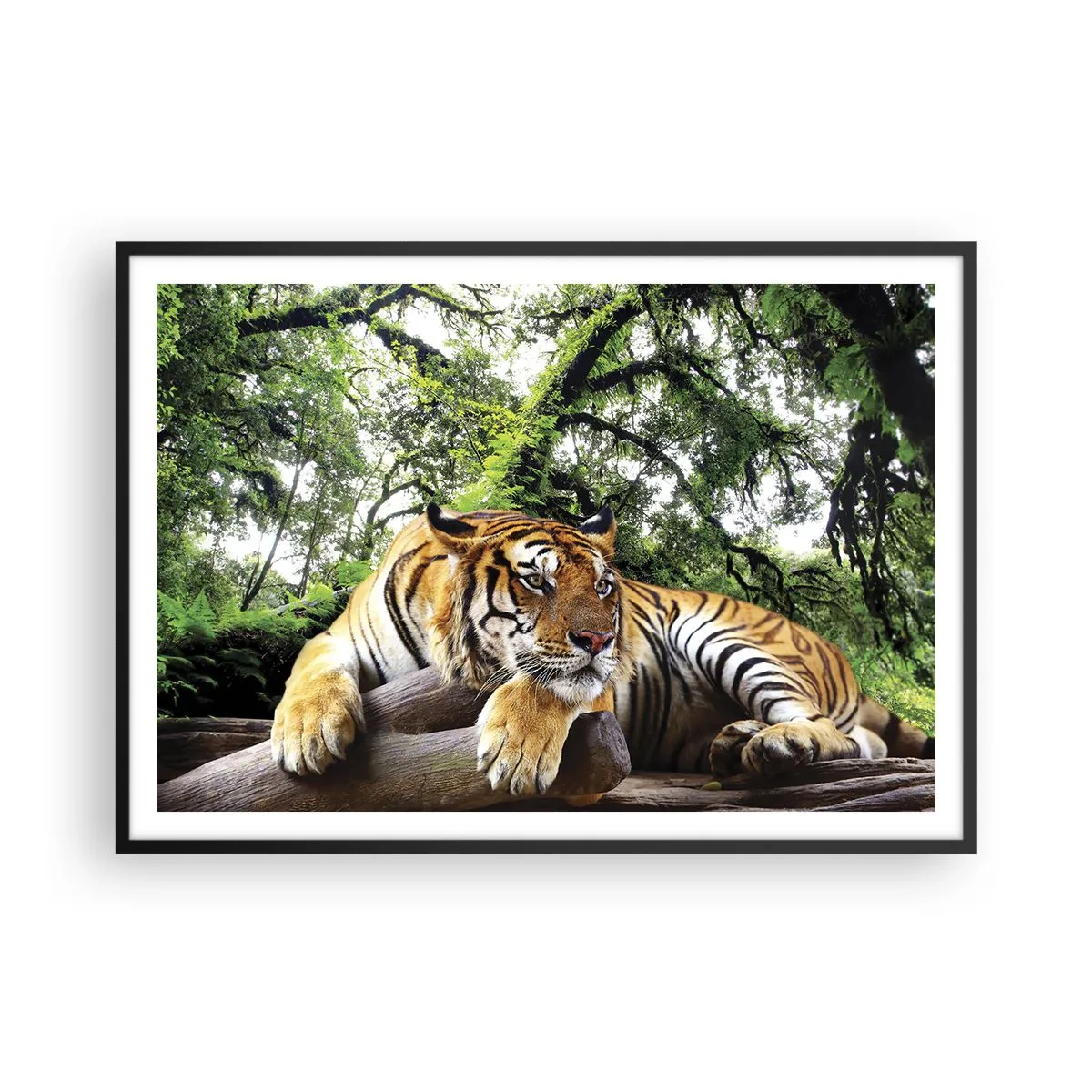Póster en marco negro - Un tigre descansando en un bosque tropical. - 100x70cm - Atentamente - Decoración de pared moderna para salón y dormitorio ARTTOR