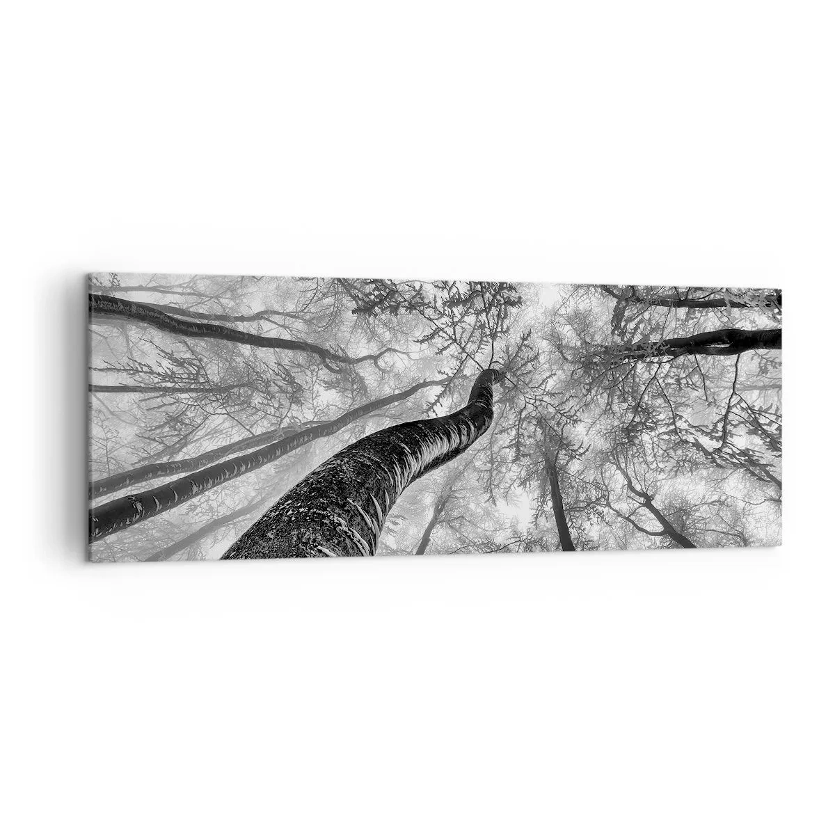 Cuadro sobre lienzo - Impresión de Imagen - Perspectiva de árboles en un bosque vistos desde abajo en tonos de gris. - 140x50cm - Carrera hacia la luz - Decoración de pared moderna para salón y dormitorio ARTTOR