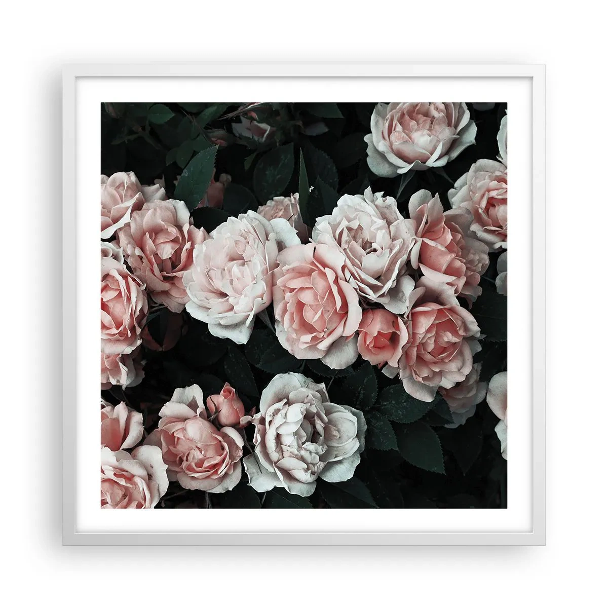 Póster en marco blanco - Conjunto de rosas - 60x60 cm