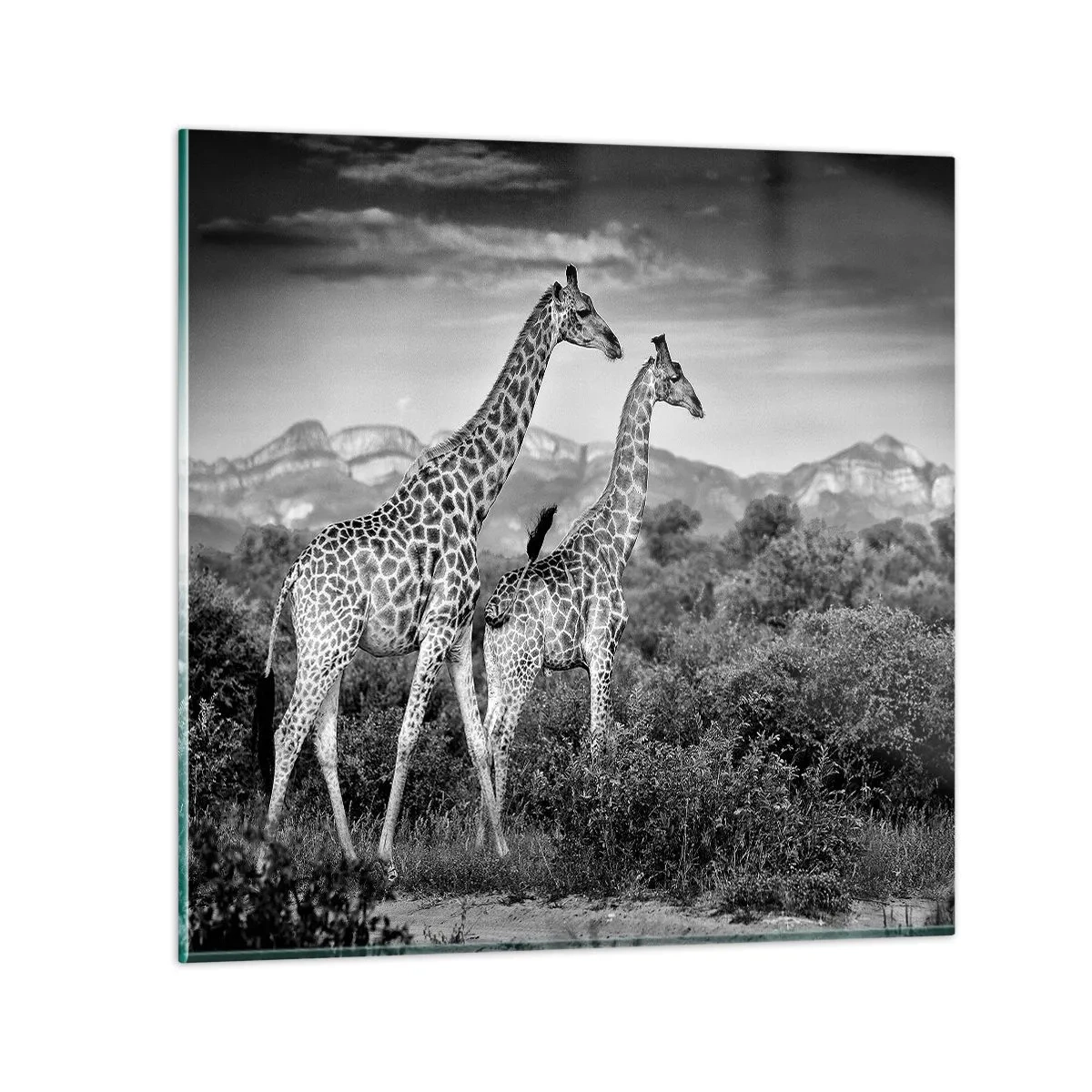 Cuadro sobre vidrio - Impresiones sobre Vidrio - La clase alta de África - 70x70 cm