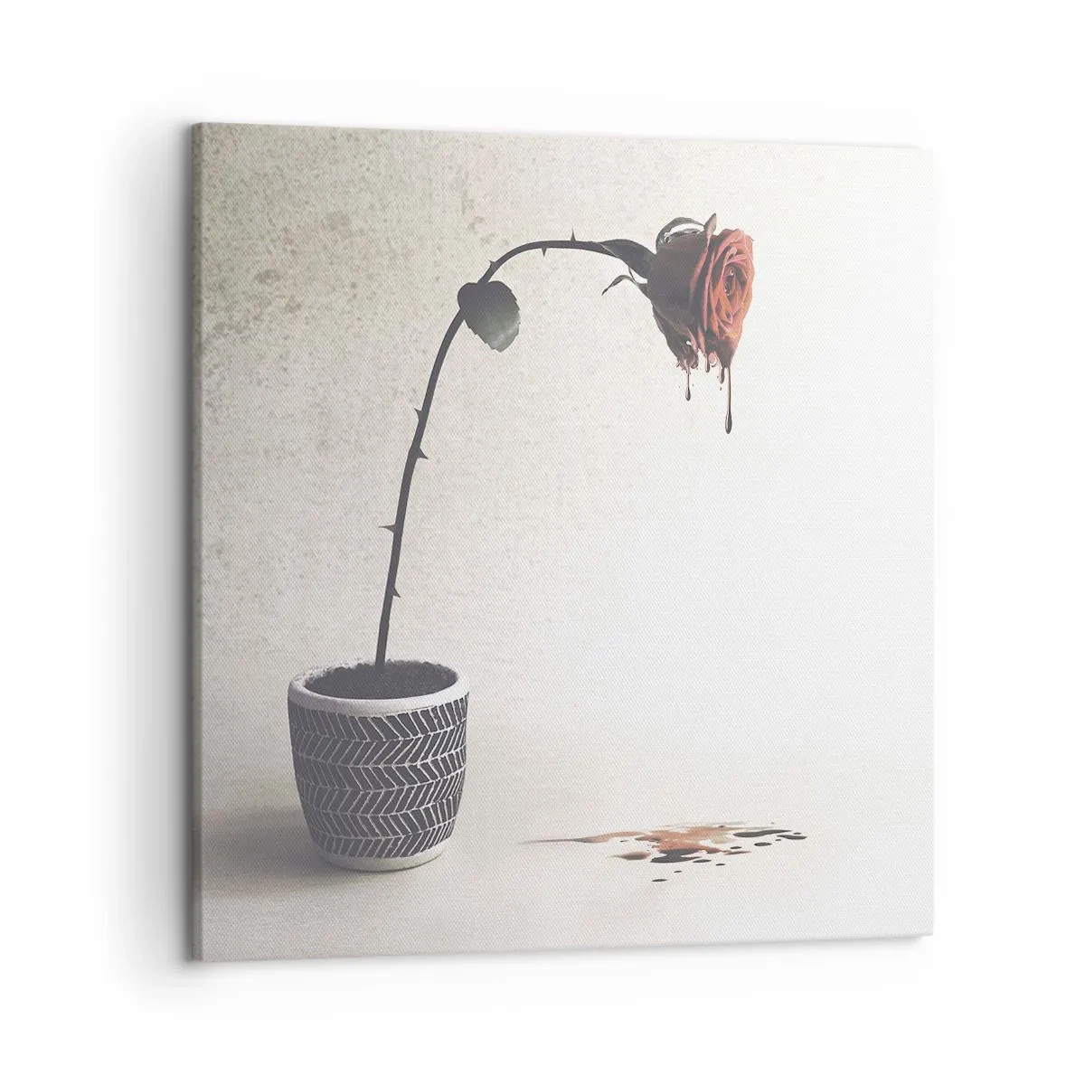 Cuadro sobre lienzo - Impresión de Imagen - Rosa dolorosa - 50x50 cm