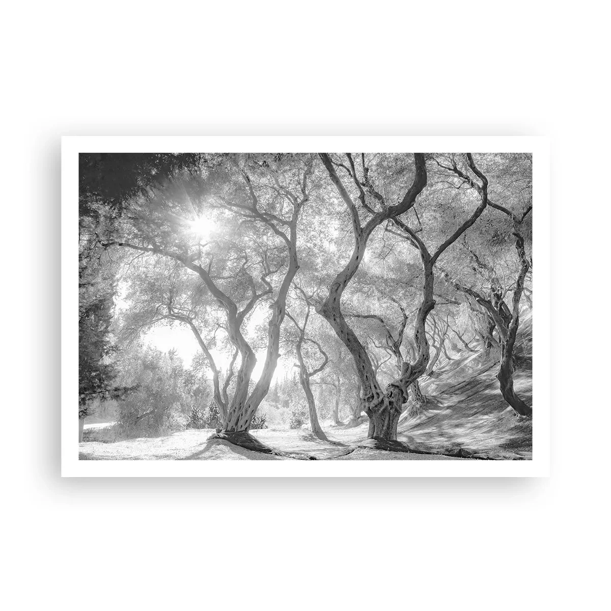 Póster - Vista en blanco y negro de árboles en un olivar con rayos de sol. - 100x70cm - En un olivar - Decoración de pared moderna para salón y dormitorio ARTTOR
