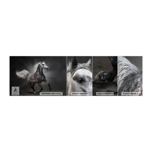 Muestra de fotomural autoadhesivo Deluxe Sticker - El gris es hermoso - animales, caballo arabe, Naturaleza - 100x30 cm