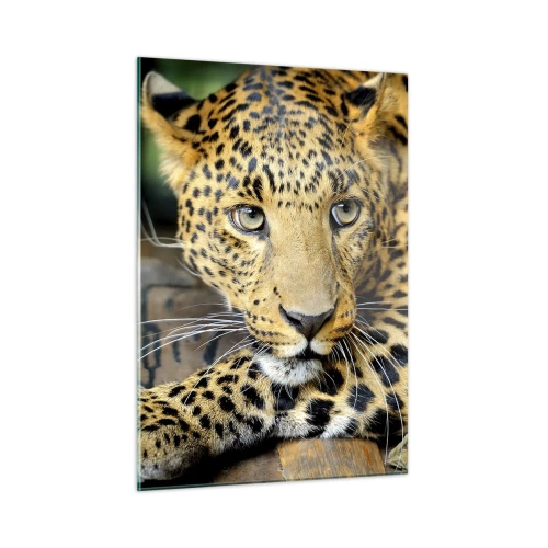 Cuadro sobre vidrio - Impresiones sobre Vidrio - Leopardo descansando sobre una superficie de madera - 50x70cm - No tengas miedo, vamos - Decoración de pared moderna para salón y dormitorio ARTTOR