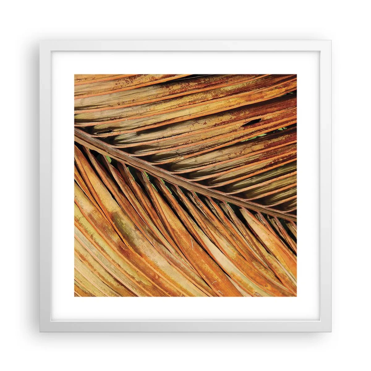 Póster en marco blanco - Oro de coco - 40x40 cm