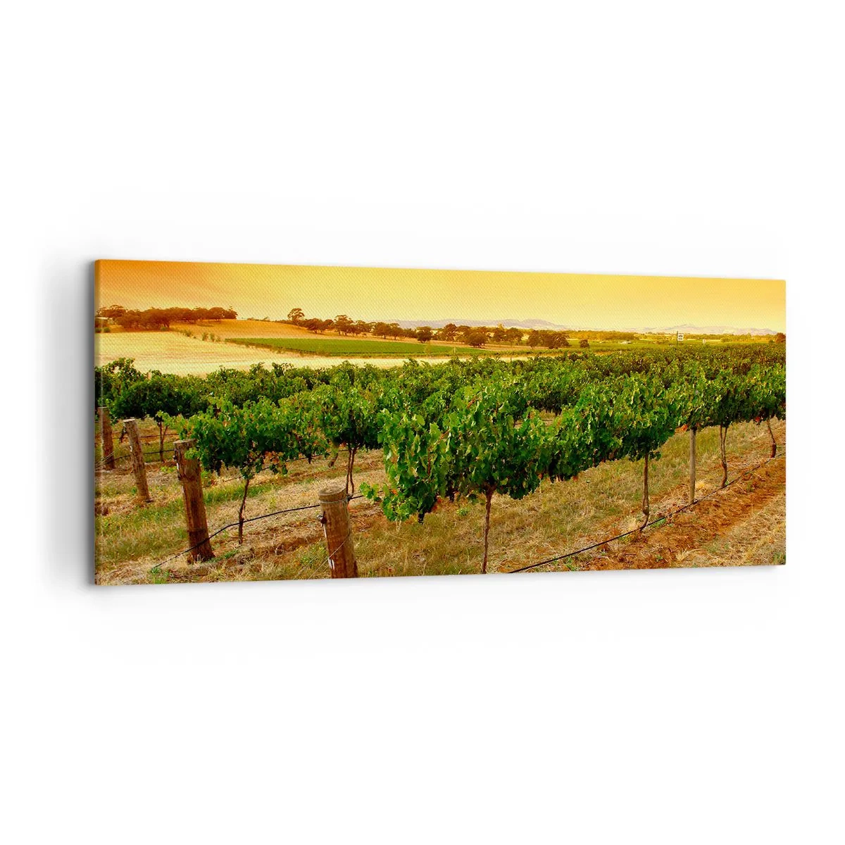 Cuadro sobre lienzo - Impresión de Imagen - Vides en una plantación al atardecer dorado - 120x50cm - Un trago del sol - Decoración de pared moderna para salón y dormitorio ARTTOR