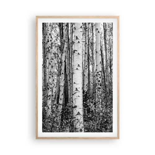 Póster en marco roble claro - Columnas de abedules - 61x91 cm