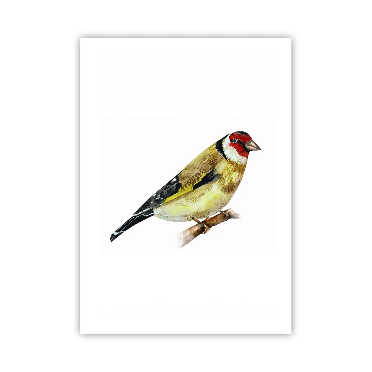 Póster - Jilguero en una rama en estilo acuarela - 50x70cm - Retrato de pájaro - Decoración de pared moderna para salón y dormitorio ARTTOR