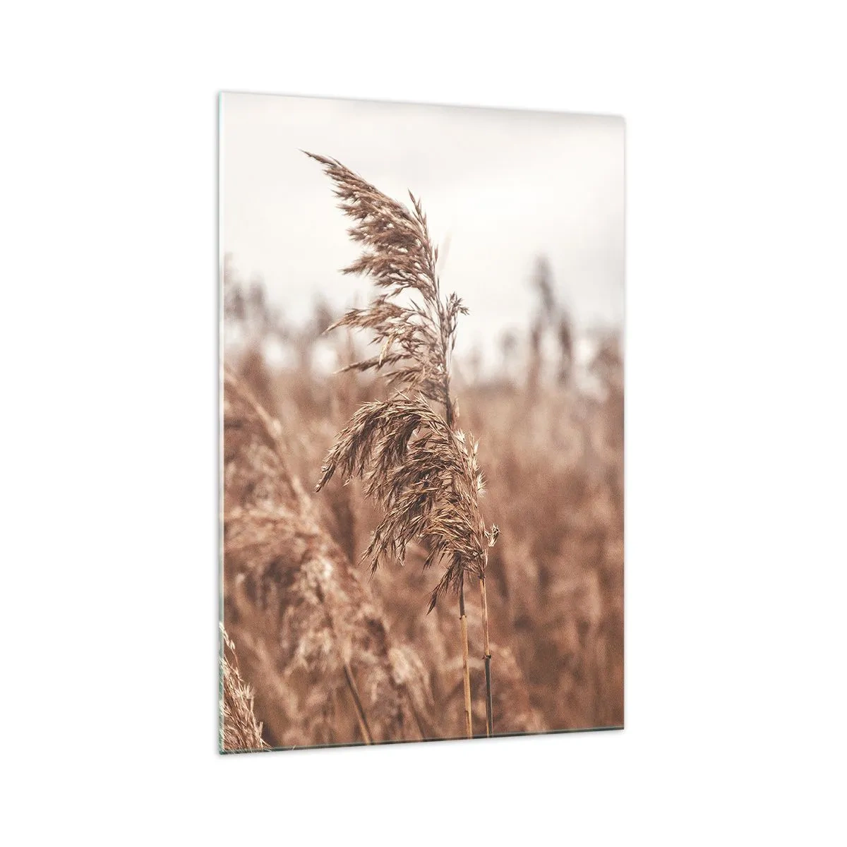 Cuadro sobre vidrio - Impresiones sobre Vidrio - Hierbas doradas con el paisaje otoñal como telón de fondo - 70x100cm - El otoño ya está en los campos - Decoración de pared moderna para salón y dormitorio ARTTOR