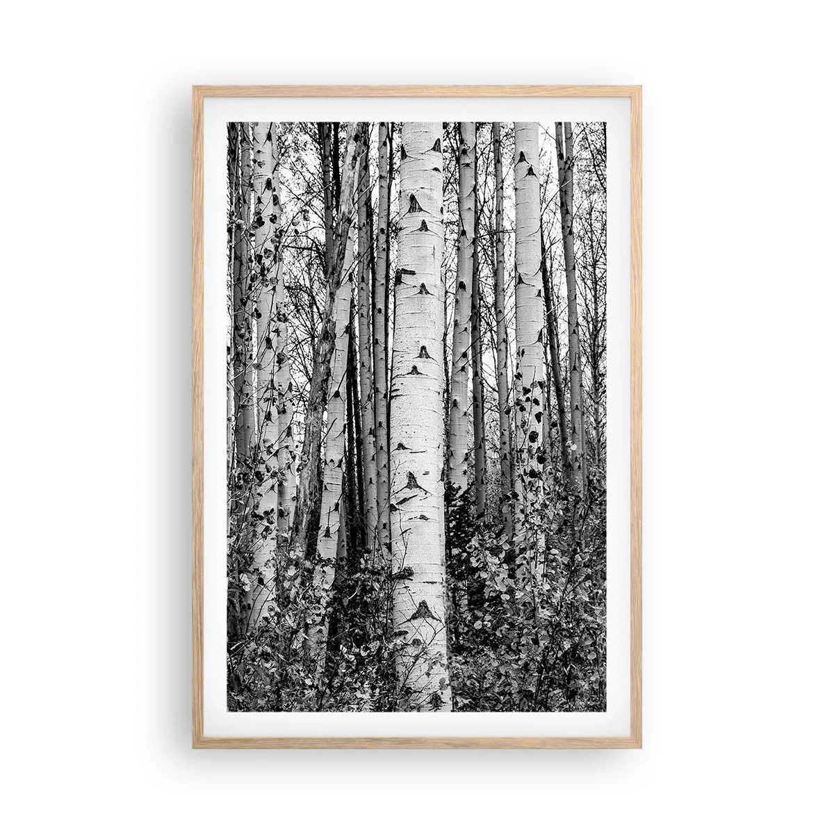 Póster en marco roble claro - Columnas de abedules - 61x91 cm