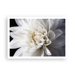 Póster - Una delicada flor blanca sobre un fondo negro en una elegante composición. - 100x70cm - La novia de la mañana - Decoración de pared moderna para salón y dormitorio ARTTOR