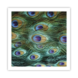 Póster - Mirada de pavo real - 60x60 cm