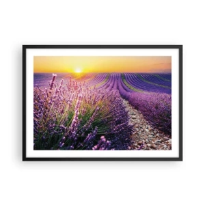 Póster en marco negro - Campo de lavanda al atardecer - 70x50cm - Pradera fragante - Decoración de pared moderna para salón y dormitorio ARTTOR