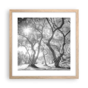 Póster en marco roble claro - En un olivar - 40x40 cm