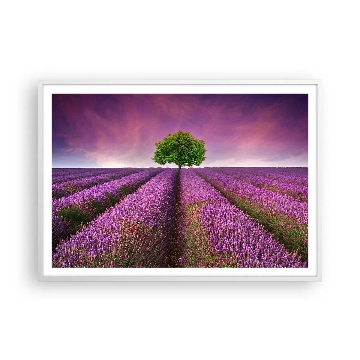 Póster en marco blanco - En los campos de lavanda - 100x70 cm