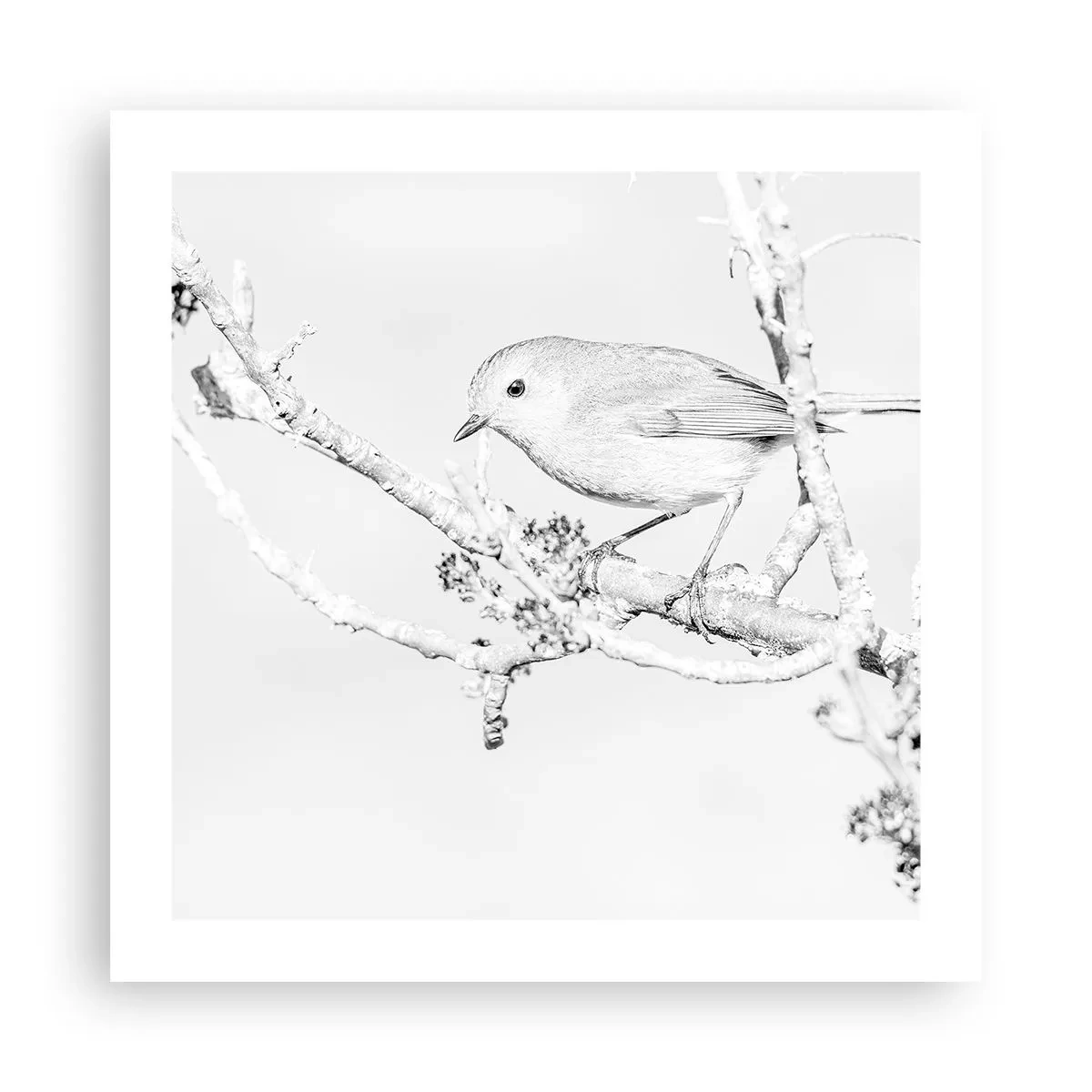 Póster - Mañana de invierno - 50x50 cm