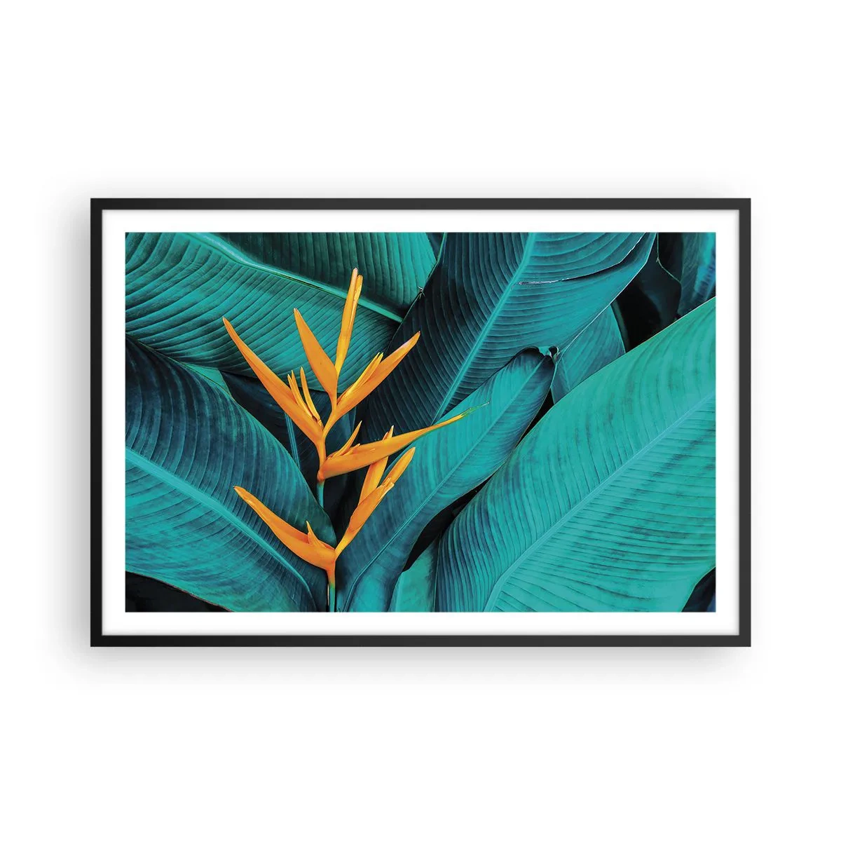 Póster en marco negro - Flor del Edén - 91x61 cm