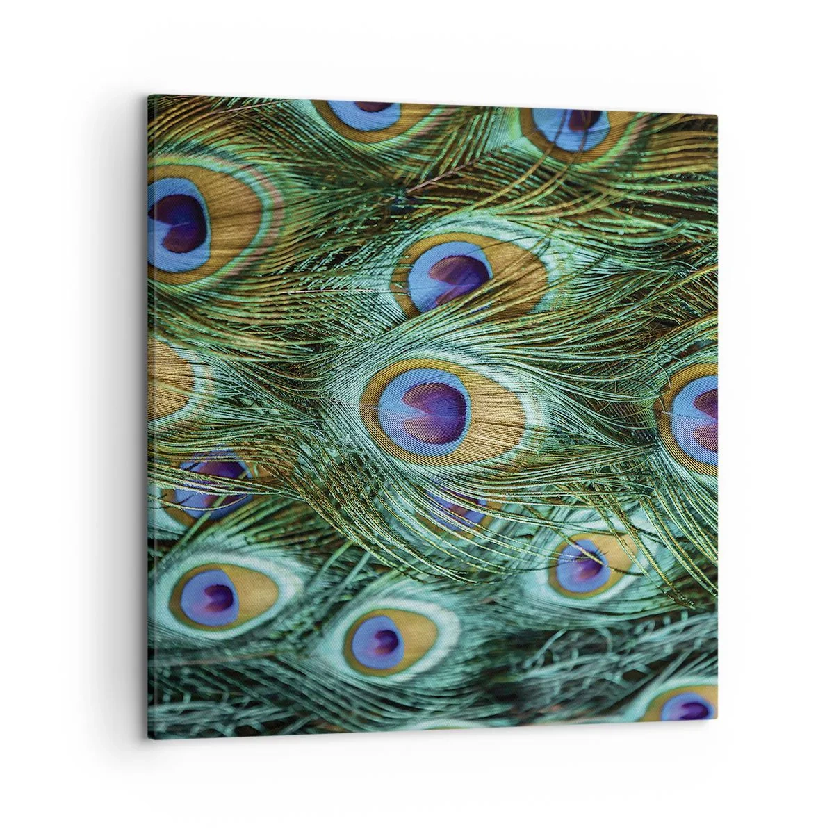 Cuadro sobre lienzo - Impresión de Imagen - Mirada de pavo real - 50x50 cm