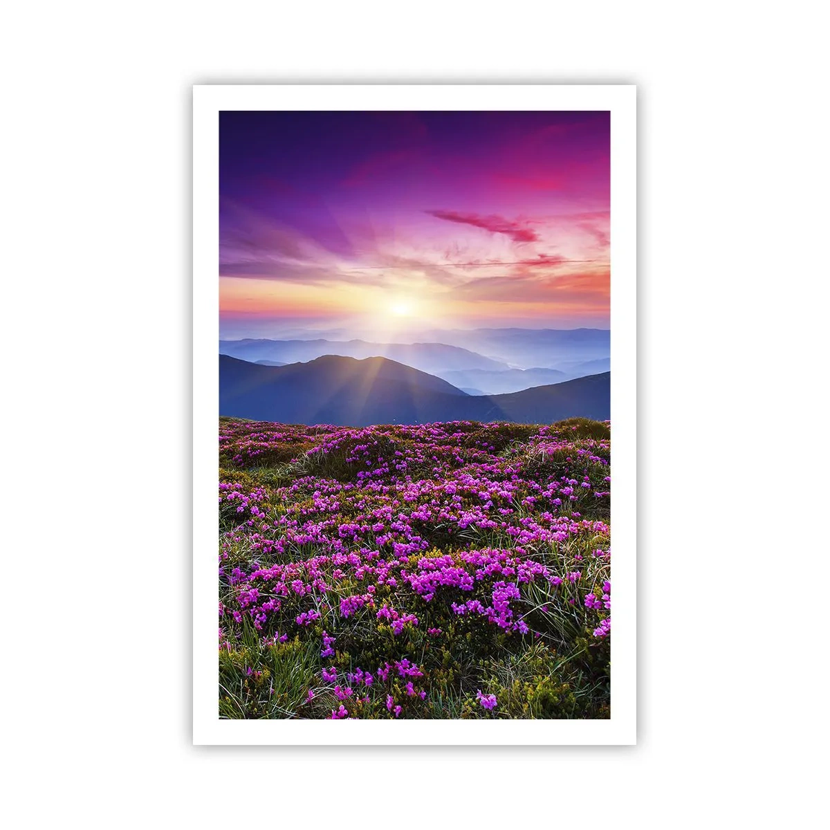 Póster - Dulce aroma a frescura - 61x91 cm