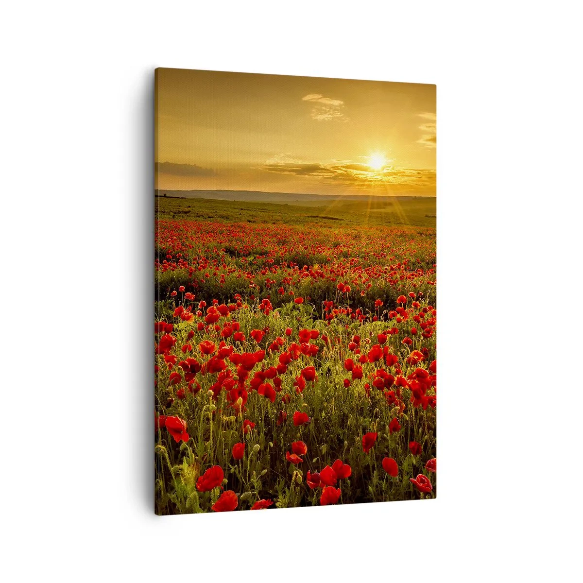 Cuadro sobre lienzo - Impresión de Imagen - Un campo de amapolas rojas bajo el resplandor del sol poniente. - 50x70cm - Entre los campos de flores - Decoración de pared moderna para salón y dormitorio ARTTOR