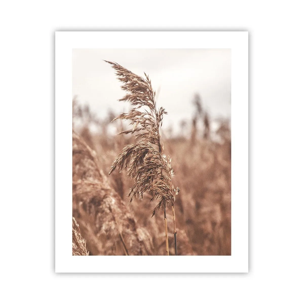 Póster - El otoño ya está en los campos - 40x50 cm