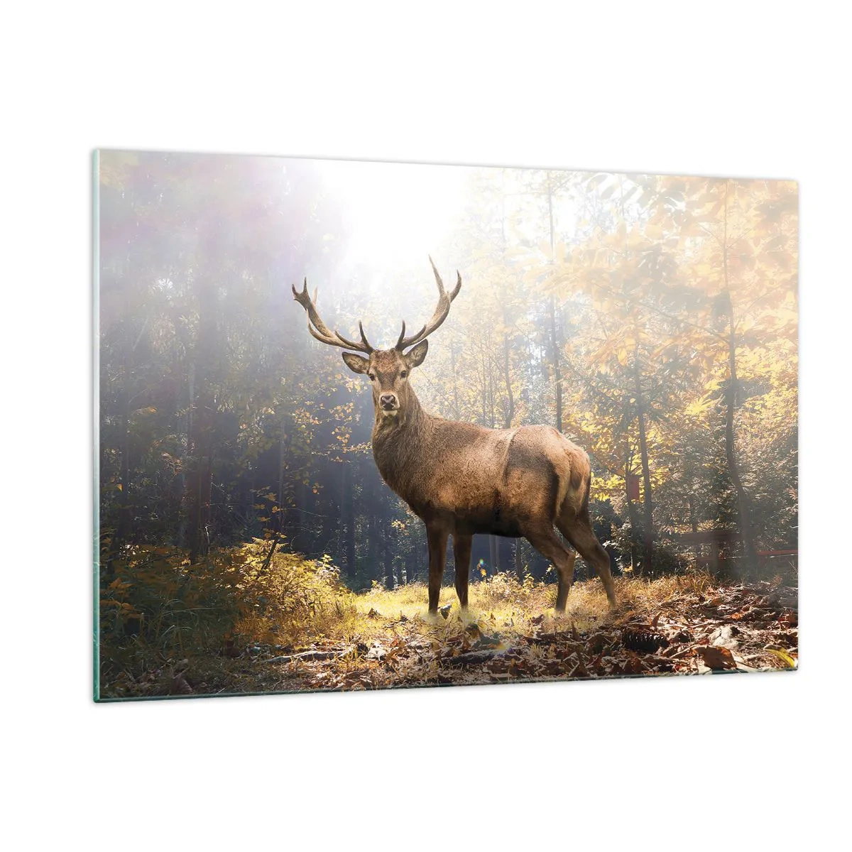 Cuadro sobre vidrio - Impresiones sobre Vidrio - Un ciervo majestuoso en un bosque otoñal iluminado por el sol - 120x80cm - Con toda la majestuosidad - Decoración de pared moderna para salón y dormitorio ARTTOR