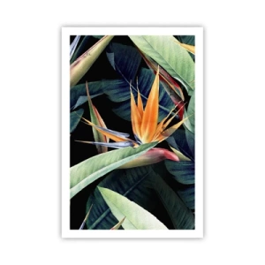 Póster - Flores de llamas de los trópicos - 61x91 cm