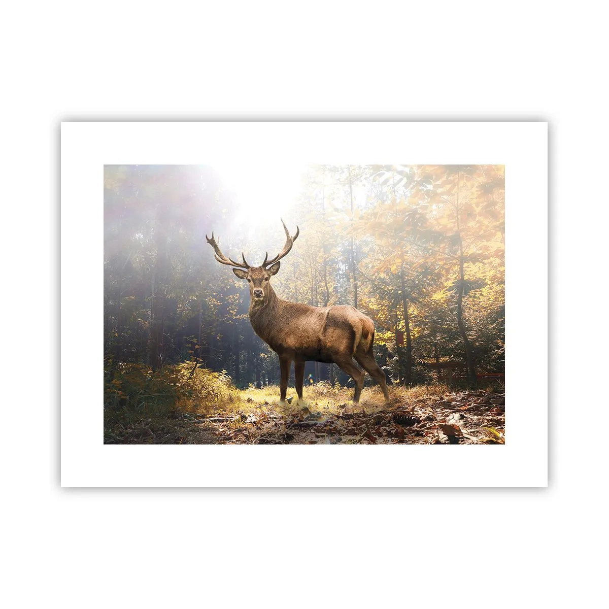 Póster - Con toda la majestuosidad - 40x30 cm