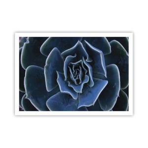 Póster - Primer plano de una roseta suculenta verde - 100x70cm - Flor del desierto - Decoración de pared moderna para salón y dormitorio ARTTOR