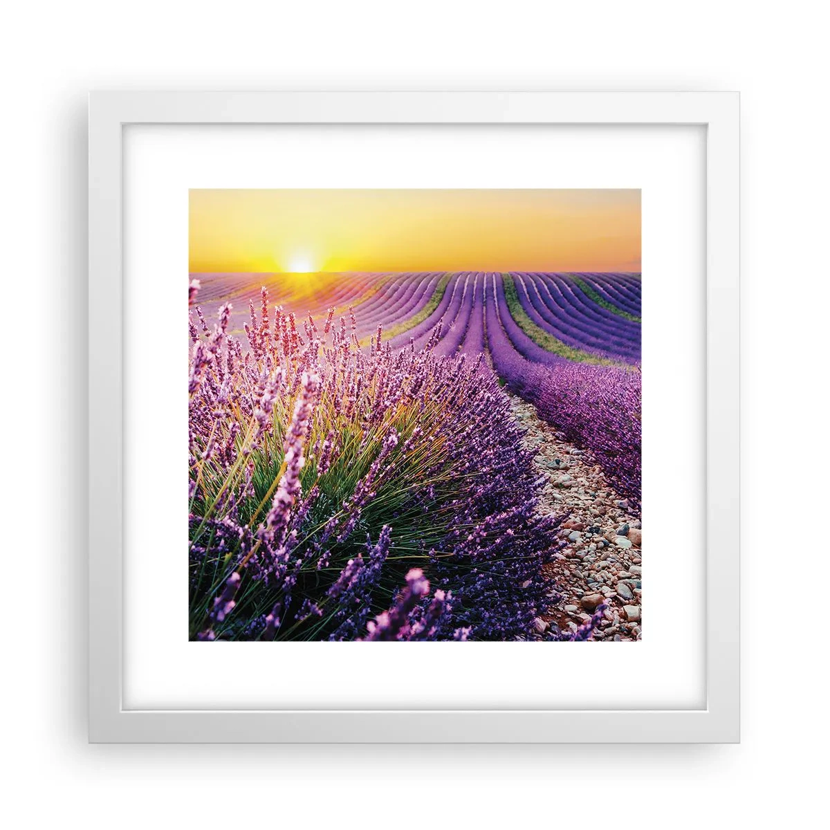 Póster en marco blanco - Pradera fragante - 30x30 cm