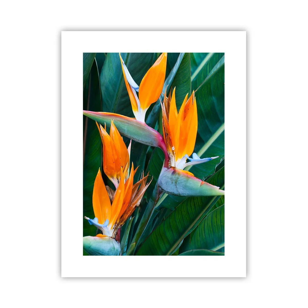 Póster - ¿Es una flor o es un pájaro? - 30x40 cm