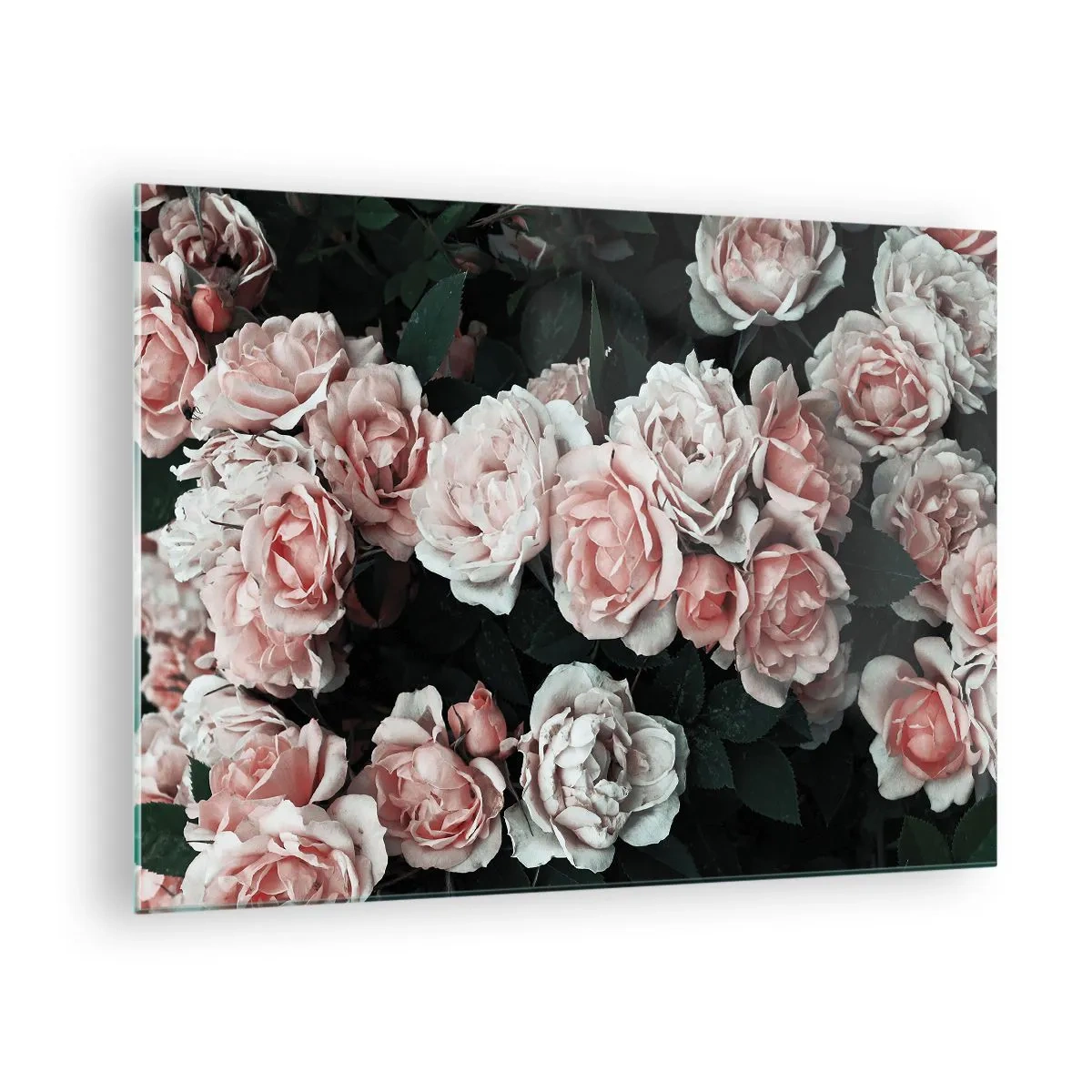 Cuadro sobre vidrio - Impresiones sobre Vidrio - Un primer plano de un ramo de rosas rosadas sobre un fondo oscuro. - 70x50cm - Conjunto de rosas - Decoración de pared moderna para salón y dormitorio ARTTOR