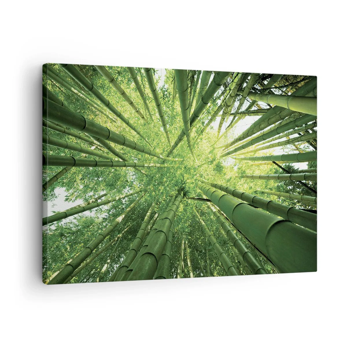 Cuadro sobre lienzo - Impresión de Imagen - Vista hacia arriba a través de un bosque de bambú verde. - 70x50cm - En un bosquecillo de bambú - Decoración de pared moderna para salón y dormitorio ARTTOR