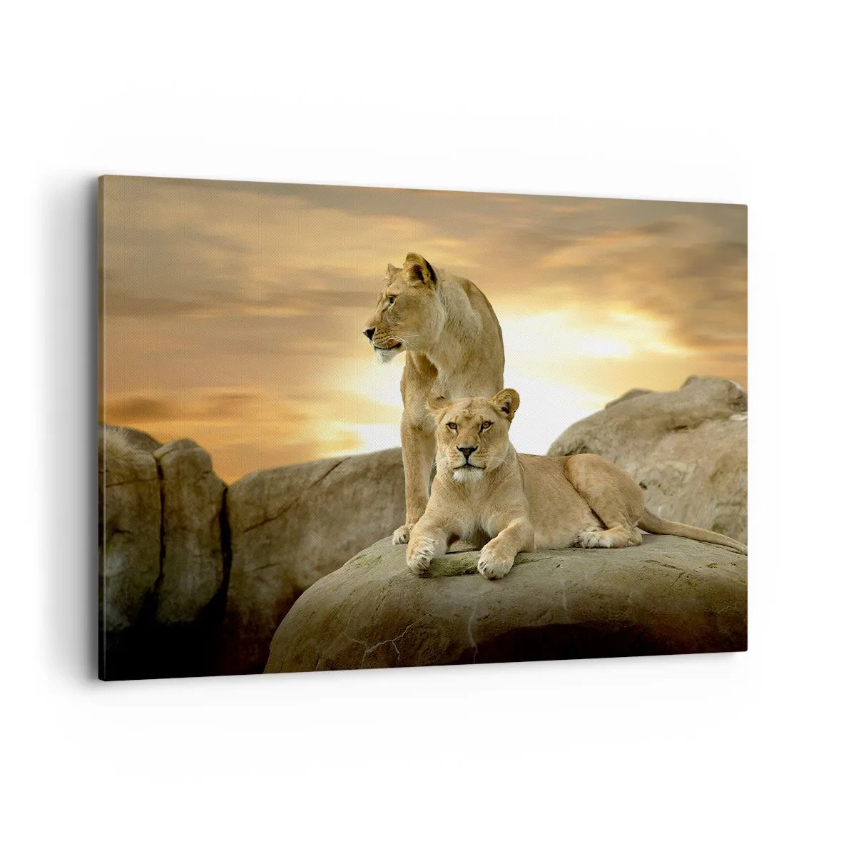 Cuadro sobre lienzo - Impresión de Imagen - Dos leonas descansando sobre una roca durante la puesta de sol - 100x70cm - Majestuosidad real - Decoración de pared moderna para salón y dormitorio ARTTOR