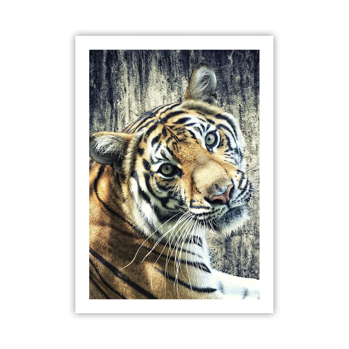 Póster - Primer plano de un tigre contra una pared natural. - 50x70cm - Retrato en corrientes de luz - Decoración de pared moderna para salón y dormitorio ARTTOR