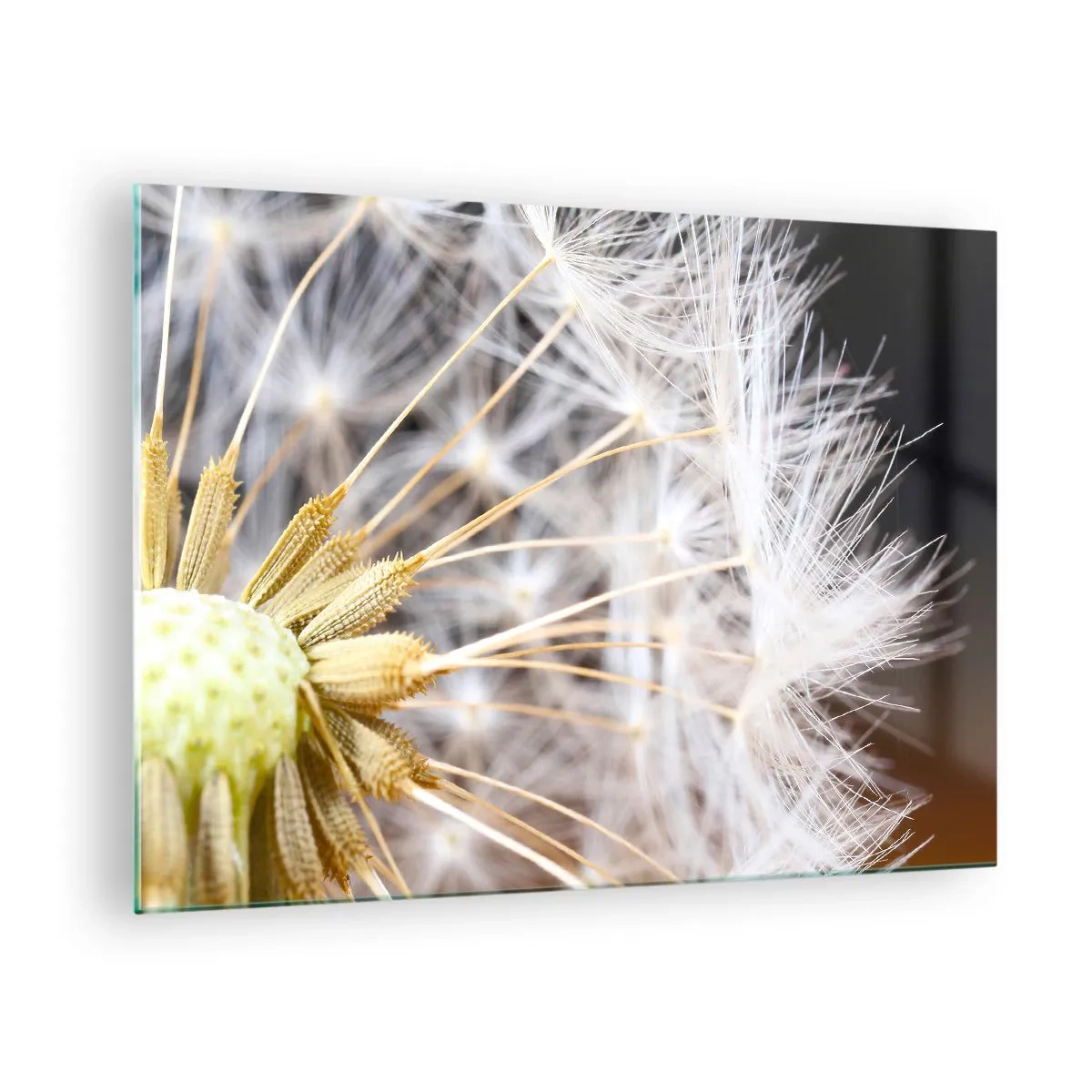 Cuadro sobre vidrio - Impresiones sobre Vidrio - Primer plano de un diente de león con semillas delicadas. - 70x50cm - Justo antes de volar - Decoración de pared moderna para salón y dormitorio ARTTOR