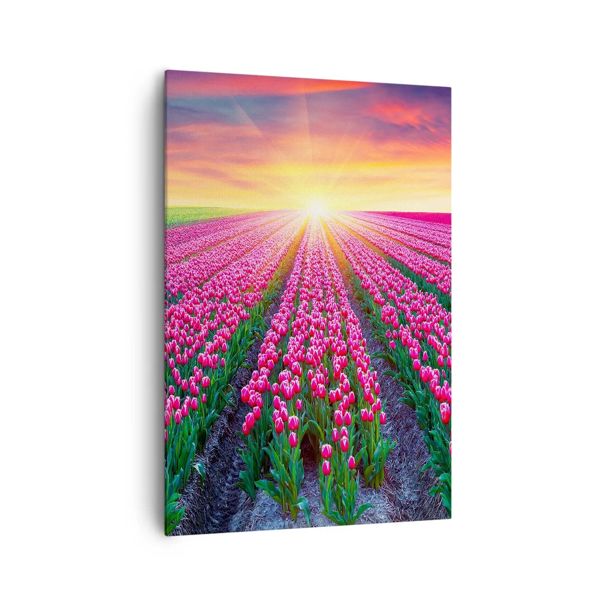 Cuadro sobre lienzo - Impresión de Imagen - Un campo de tulipanes al atardecer - 70x100cm - Granja de belleza - Decoración de pared moderna para salón y dormitorio ARTTOR