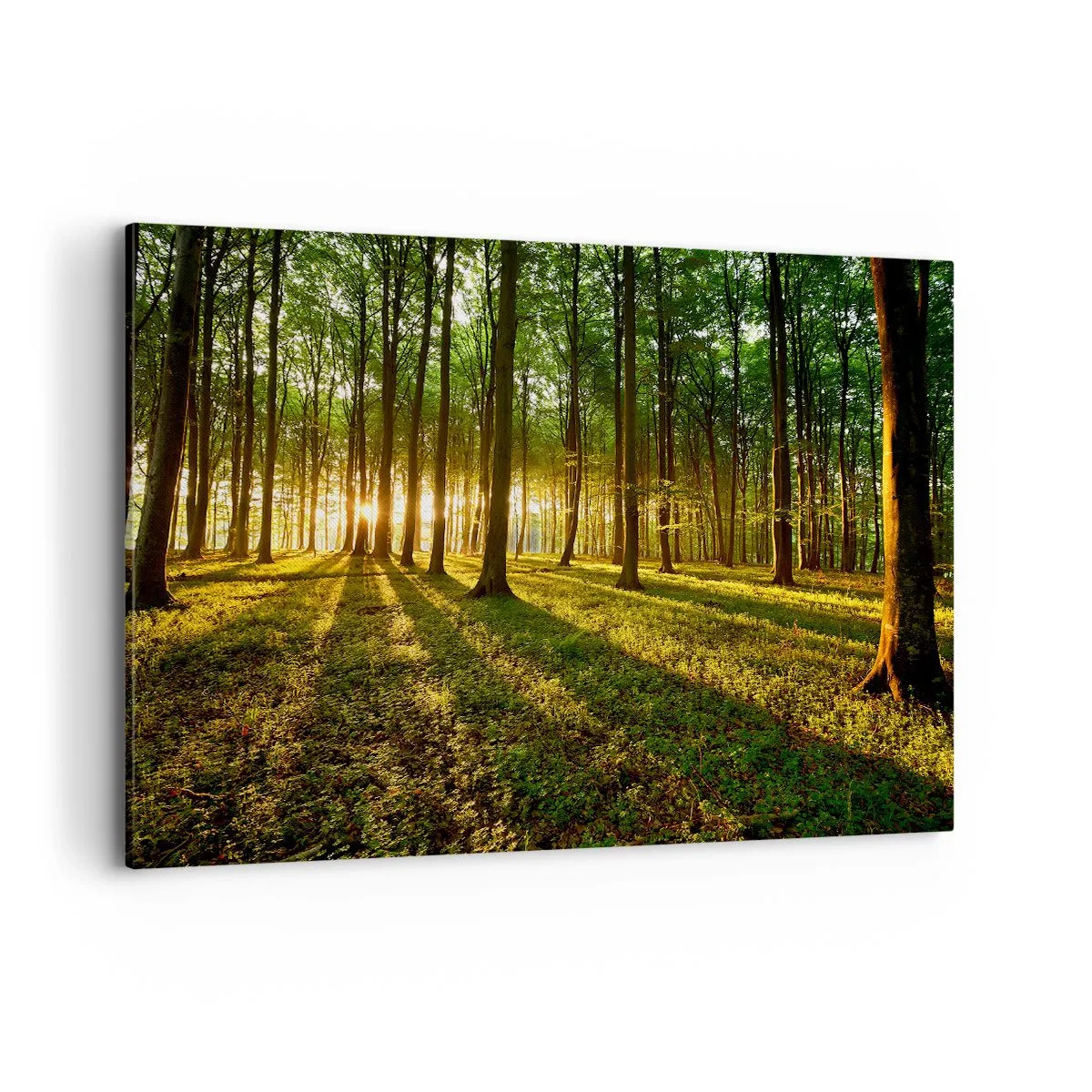 Cuadro sobre lienzo - Impresión de Imagen - El sol poniente en el bosque caducifolio - 120x80cm - Una fotografía de todos los manantiales - Decoración de pared moderna para salón y dormitorio ARTTOR