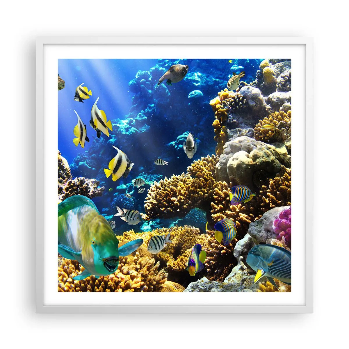 Póster en marco blanco - Vacaciones submarinas - 60x60 cm