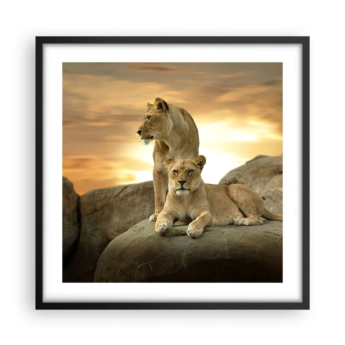 Póster en marco negro - Majestuosidad real - 50x50 cm