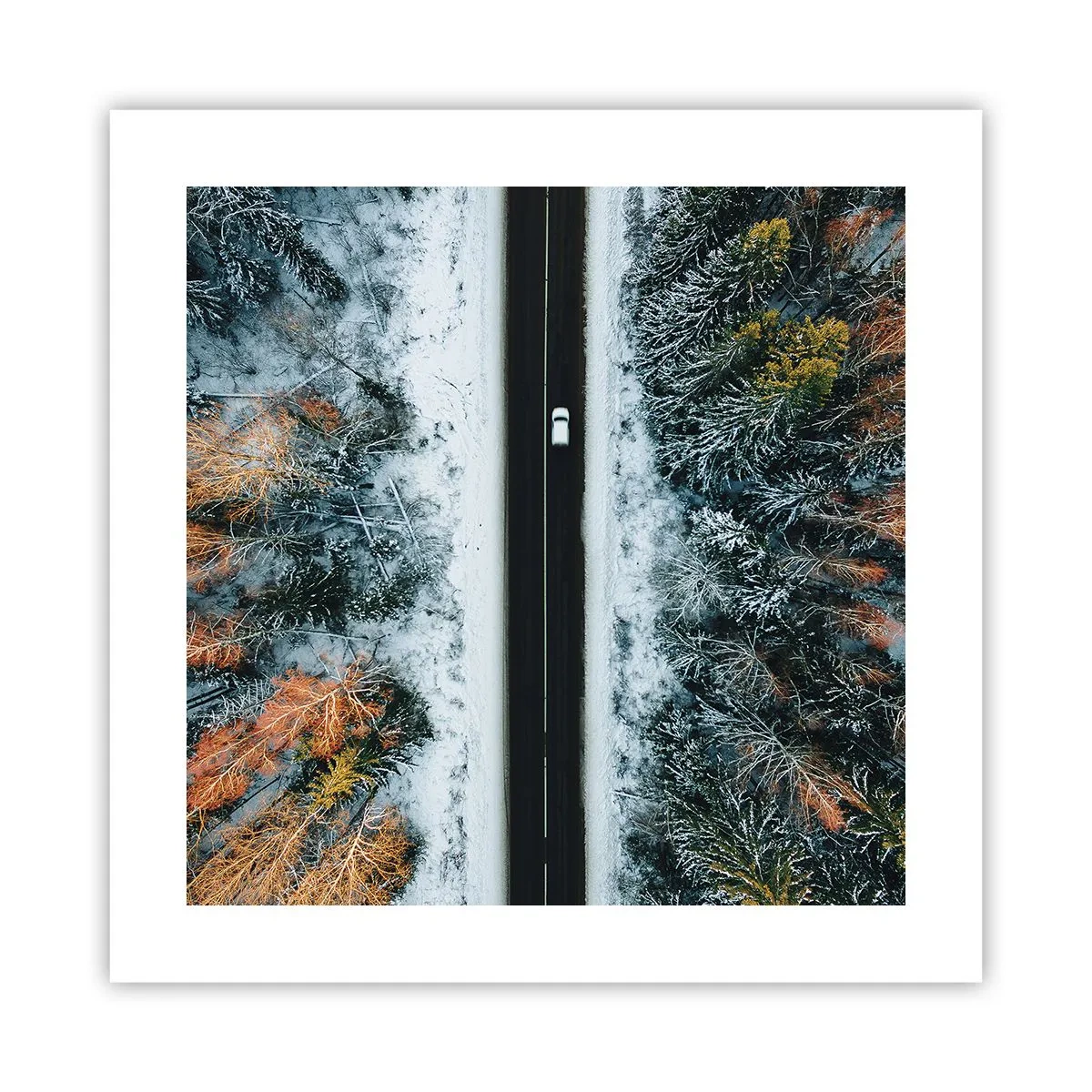 Póster - Atravesar el bosque en invierno - 40x40 cm