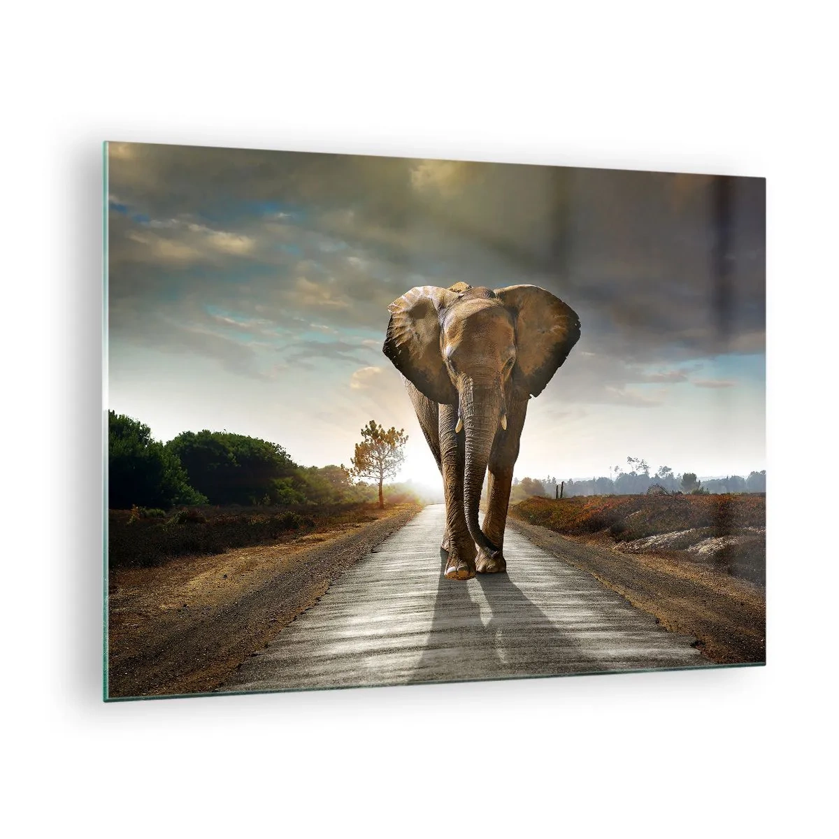 Cuadro sobre vidrio - Impresiones sobre Vidrio - Un elefante caminando por la carretera al atardecer. - 70x50cm - Y para nada en un almacén de porcelana - Decoración de pared moderna para salón y dormitorio ARTTOR