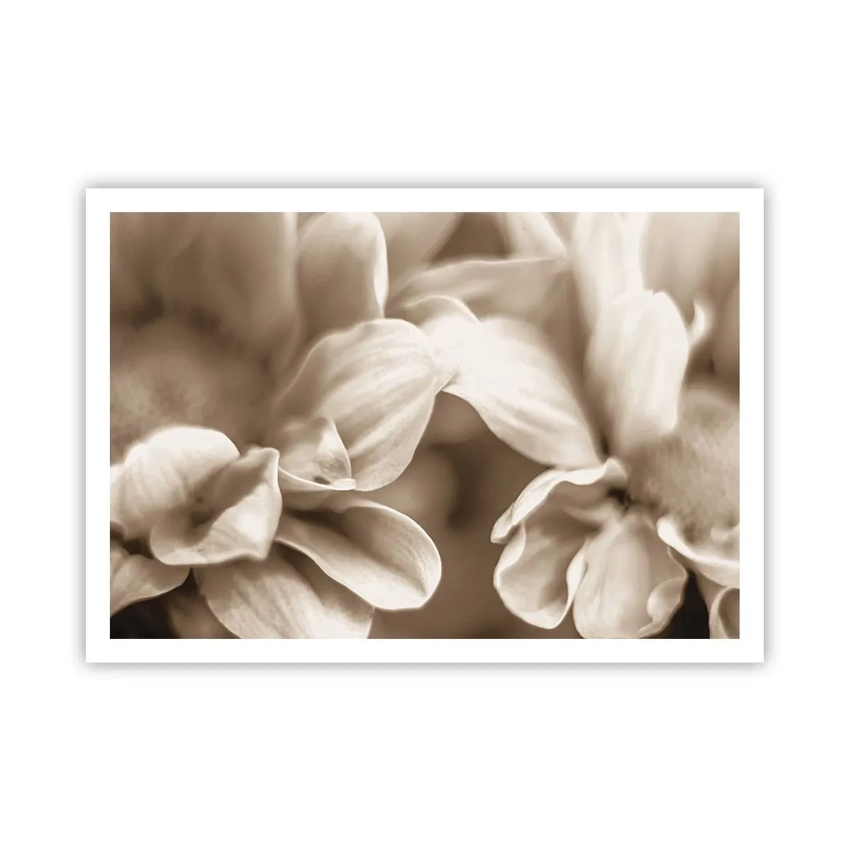 Póster - Primer plano de flores en un delicado tono sepia con contornos suaves. - 100x70cm - Suave como una sonrisa - Decoración de pared moderna para salón y dormitorio ARTTOR