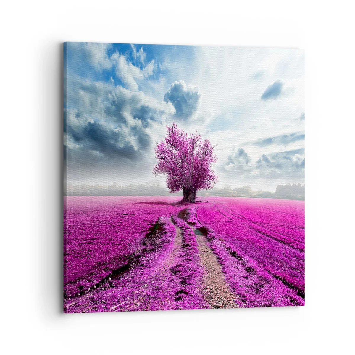 Cuadro sobre lienzo - Impresión de Imagen - El brezal - un encanto - 70x70 cm