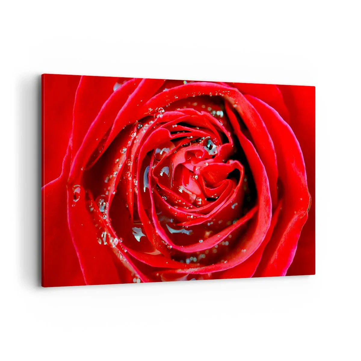 Cuadro sobre lienzo - Impresión de Imagen - Primer plano de una rosa roja con gotas de agua en los pétalos. - 120x80cm - En gotas de rocío - Decoración de pared moderna para salón y dormitorio ARTTOR