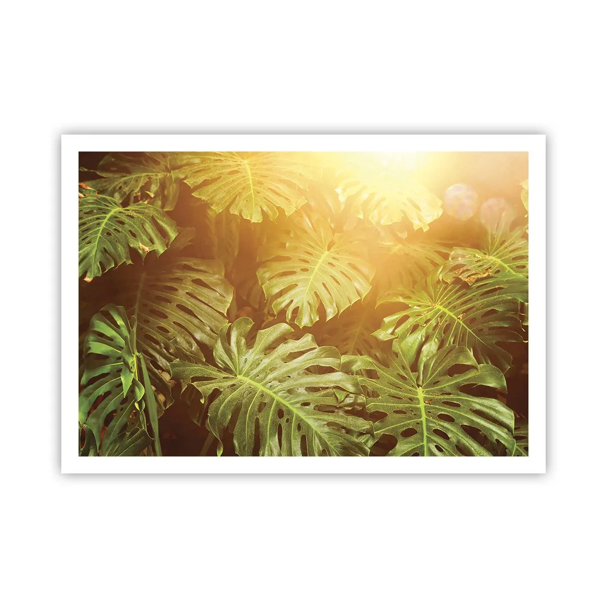 Póster - Hojas de monstera a la luz del sol sobre un fondo natural. - 100x70cm - Hacia el verdor... - Decoración de pared moderna para salón y dormitorio ARTTOR