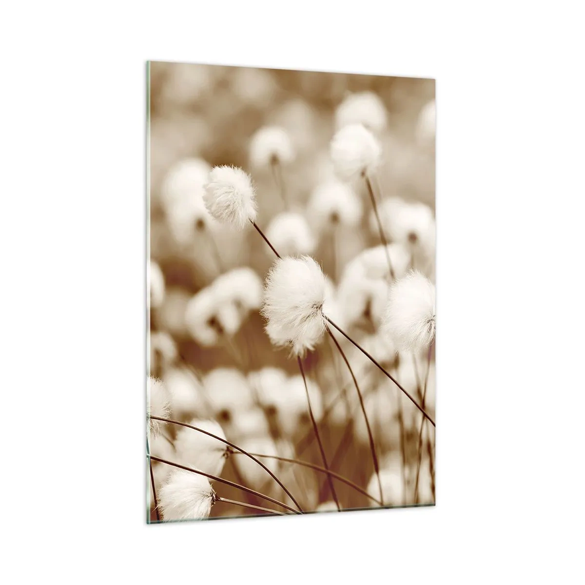 Cuadro sobre vidrio - Impresiones sobre Vidrio - Un campo de hierba esponjosa en tonos sepia. - 50x70cm - Un mullido colchón - Decoración de pared moderna para salón y dormitorio ARTTOR