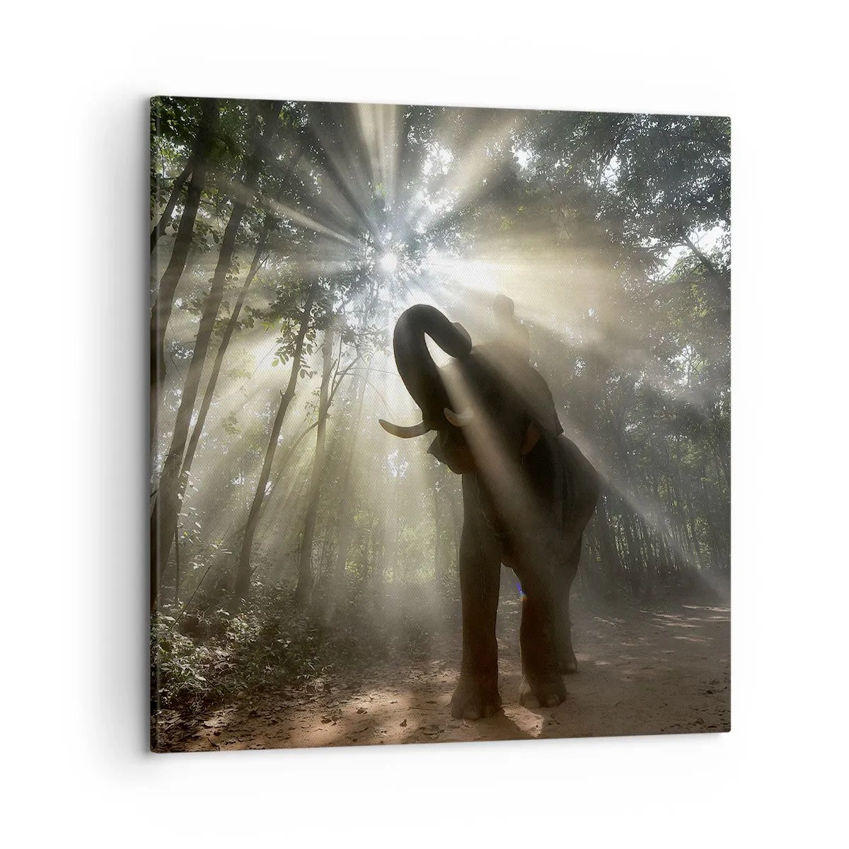 Cuadro sobre lienzo - Impresión de Imagen - Bajo una estrella de la suerte - 50x50 cm